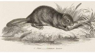 19th Century illustration of Eurasian beaver