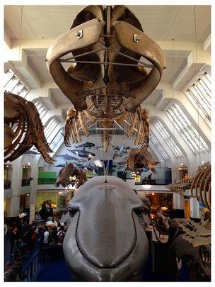 Blue whale skeleton