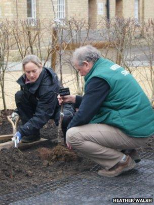 Planting pears