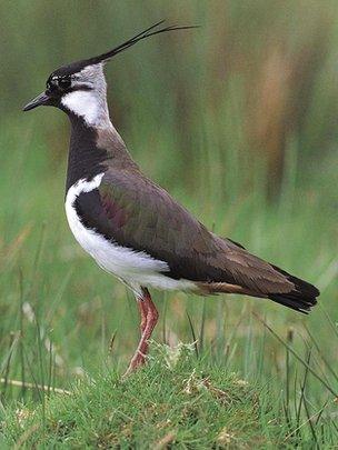 Lapwing