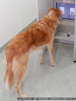 Experimental set-up used to test whether dogs can discriminate emotional expressions of human faces (c) Clever Dog Lab, Messerli Research Institute