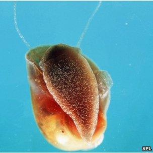 Schistosomiasis snail