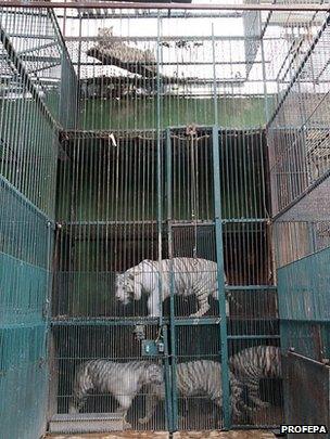 Several large felines in cages are stacked on top of each other at the Club de los Animalitos zoo in Tehuacan on 18 February 2015