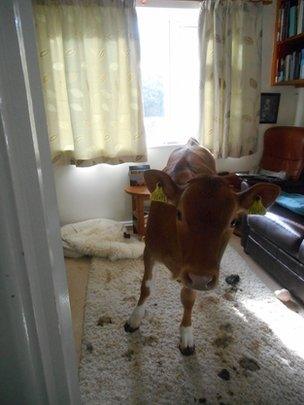 Cow