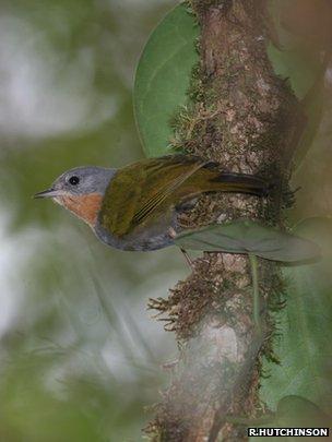 Madanga (Image: Rob Hutchinson/Birdtour Asia)