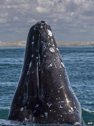 A grey whale (Eschrichtius robustus) emerges from the waters of the Ojo de Liebre Lagoon on 3 March, 2015.