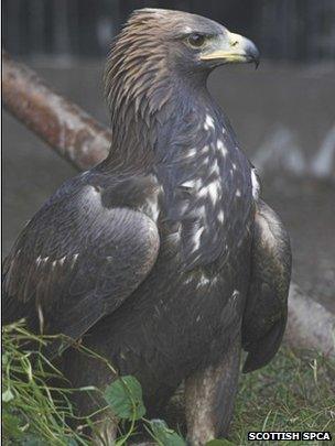 Bud the golden eagle