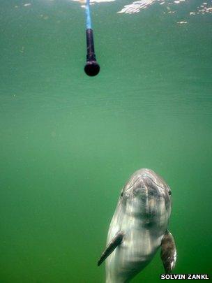 Porpoise during experiment (c) Solvin Zankl