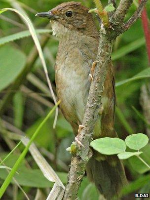 Sichuan bush warbler (Image: Bo Dai)