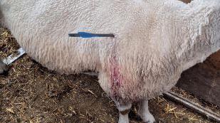 The side of a sheep's body, with a crossbow bolt stuck in it. Some blood is on its wool below the injury. 