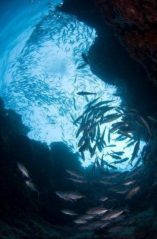 Schooling fish