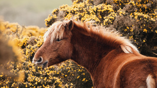 A brown pony, with a light brown mane, facing away from the camera. Around the pony are green bushes with yellow flowers. 