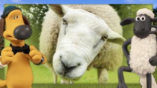A sheep is peering at the camera next to Shaun and Bitzer