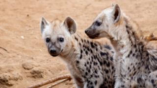 Two young hyena pups.