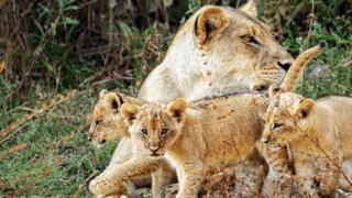 Two young hyena pups.