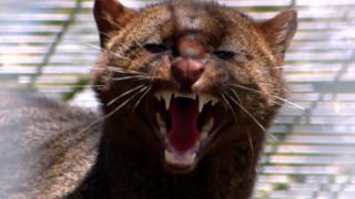 A jaguarundi cat close up with it's mouth open showing it's teeth.