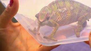 A chameleon in a small plastic container.