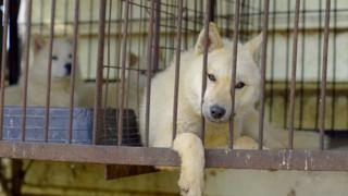 South Korea banned dog meat. So what happens to the dogs?