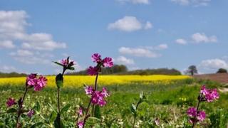 Purple flowers frame first a green field then a yellow one with blue sky and a few clouds behind