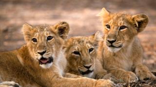 three lions