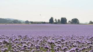 A field of purple flowers