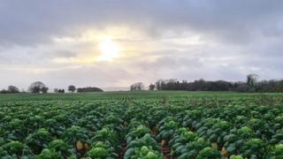 A field of cabbages with a cloudy sky above and the sun in view