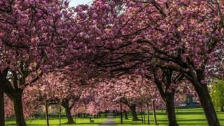 Pink blossom trees