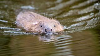 Somerset Baby beavers born in conservation success story - BBC News