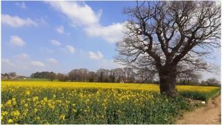 Mainly blue skies over a field with yellow rape seed flowers a tree in the foreground.