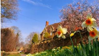 Daffodils and blossom surround a cottage with a bright blue sky behind