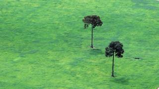 trees brazil