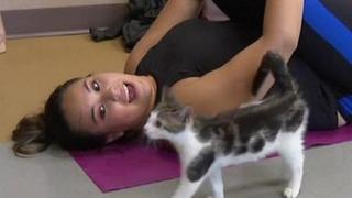 Kitten yoga