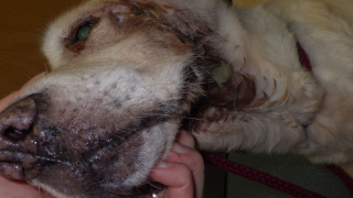 An image showing Daisy's neck wound and the discolouration of her fur around it. 