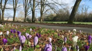 Crocus' starting to flower with trees and blue skies in the background