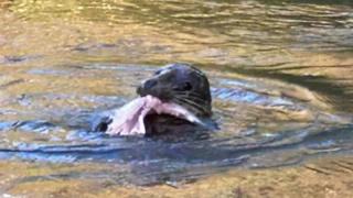Seal with fish in its mouth