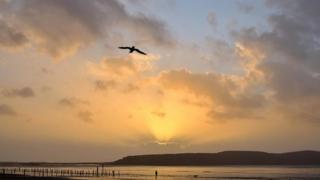 A seagull flies over the beach with a backdrop of sea, mountains and a yellow and blue sunset