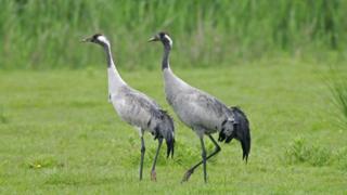 common-crane-the-uk-s-biggest-bird-is-making-a-comeback-bbc-newsround