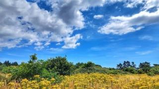 A bright blue sky with fluffy white clouds over a yellow field and green hedges.
