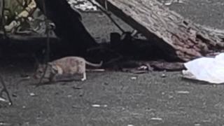Big rat running around a street full of rubbish