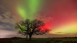 Northern Lights seen in bursts of green, pink and yellow with a tree in the foreground in Lyndhurst, Hampshire, England.