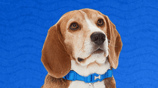 Henry the Dog from Blue Peter