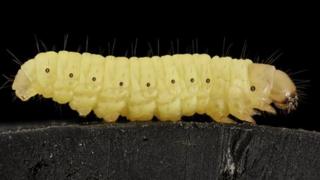 wax worm