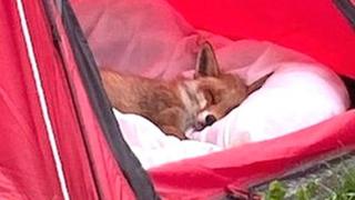 Florence the fox in a tent