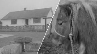 House on a hill / Black and white image of Noddy the horse. A gate is in the background and hay is on the ground. Noddy has a rope halter on. He has a well kept dark colour with a blonde mane.