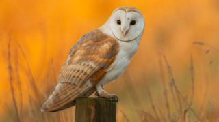 A barn owl is perched on a fencepost against a backdrop of a blurred, golden-orange field. The bird has bright, feathered wings in hues of bronze and gold, with a clean, white front. From its circular face, two deep-black eyes stare towards us, its head turned 90 degrees to its side-on body.