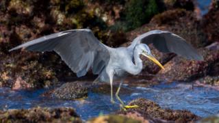western reef heron