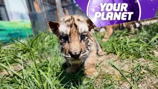A Siberian tiger cub and the Your Planet logo