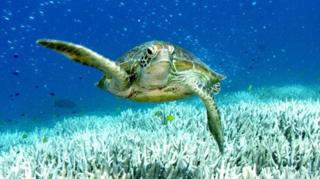 The 'underwater bushfire' cooking Australia's reefs