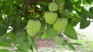 Custard fruit hang from the branches of a tree. They look like large avocados, but nobbly and a paler shade of green.