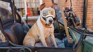 The dog traveling the world in a sidecar
